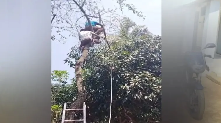 ডাল কাটতে গাছে উঠে নিচে তাকিয়ে জ্ঞান হারালেন বৃদ্ধ